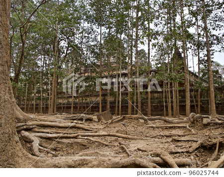 Huge trees with a powerful root system 96025744