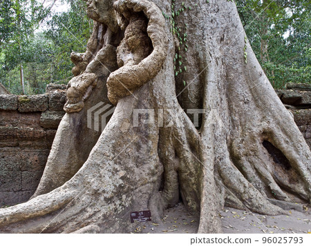 Huge trees with a powerful root system 96025793