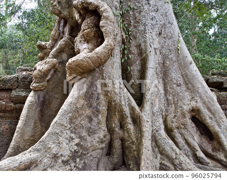 Huge trees with a powerful root system 96025794