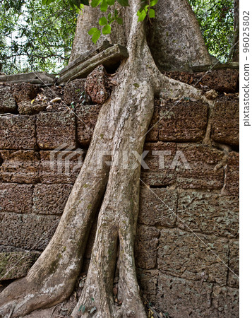 Huge trees with a powerful root system 96025802