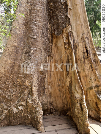 Huge trees with a powerful root system 96025830