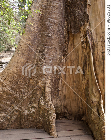 Huge trees with a powerful root system Huge trees with a powerful root system 96025831