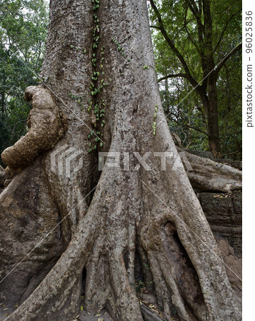 Huge trees with a powerful root system Huge trees with a powerful root system 96025836