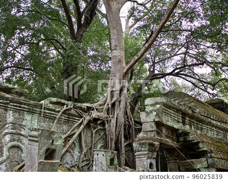 Huge trees with a powerful root system 96025839