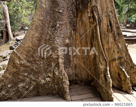 Huge trees with a powerful root system 96025865