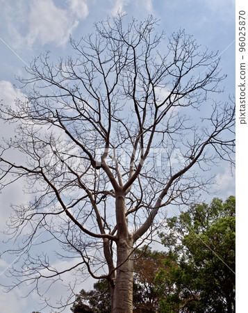 Huge trees with a powerful root system 96025870