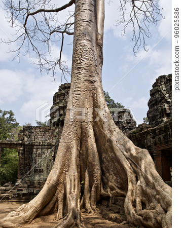 Huge trees with a powerful root system Huge trees with a powerful root system 96025886