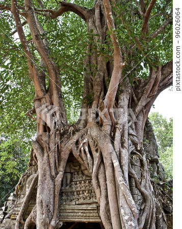 Huge trees with a powerful root system Huge trees with a powerful root system 96026064