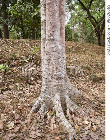 Huge trees with a powerful root system Huge trees with a powerful root system 96026065