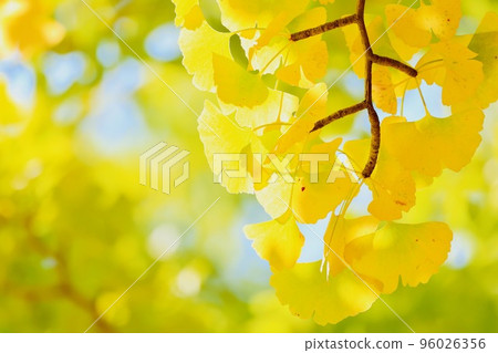 茨城縣水戶市銀杏市 96026356