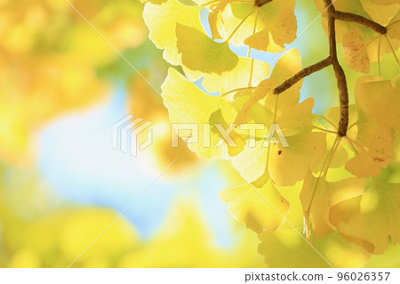 Ginkgo Mito City, Ibaraki Prefecture 96026357