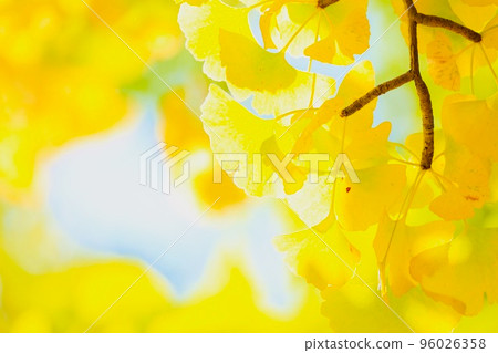 茨城縣水戶市銀杏市 96026358