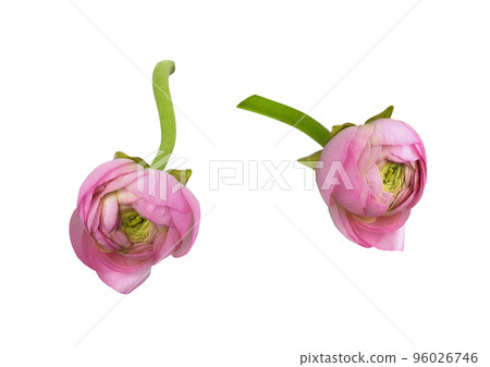 Set of pink ranunculus flower and bud isolated Set of pink ranunculus flower and bud isolated 96026746