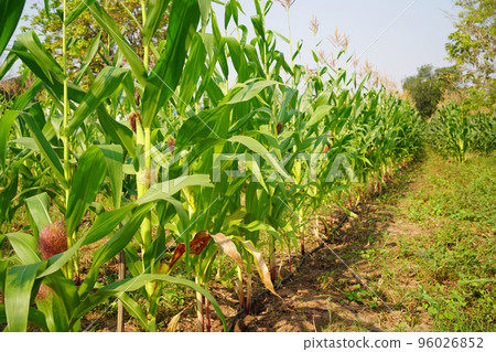Corn field close up. Selective focus. Green Maize Corn Field Plantation in Summer Agricultural Season. 96026852