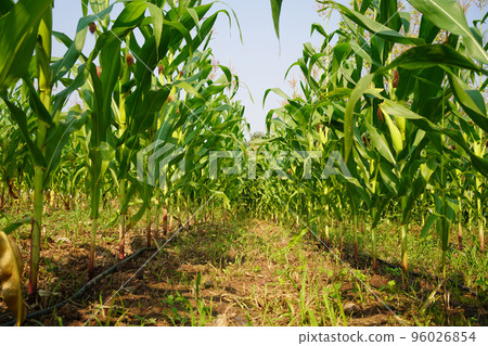 Corn field close up. Selective focus. Green Maize Corn Field Plantation in Summer Agricultural Season. Corn field close up. Selective focus. Green Maize Corn Field Plantation in Summer Agricultural Season. 96026854