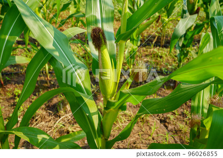 Corn field close up. Selective focus. Green Maize Corn Field Plantation in Summer Agricultural Season. 96026855
