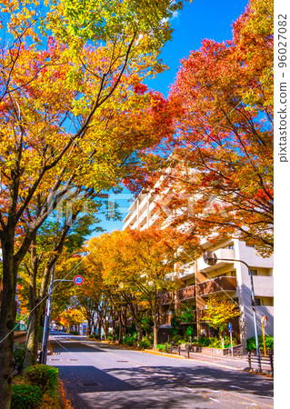 Autumn leaves on Keyaki Street in Hirakata City Autumn leaves on Keyaki Street in Hirakata City 96027082
