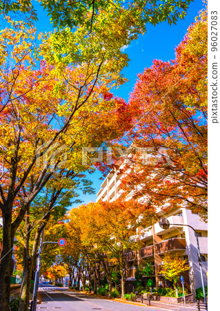 枚方市櫸樹街的紅葉 枚方市櫸樹街的紅葉 96027083