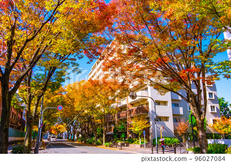 枚方市櫸樹街的紅葉 96027084