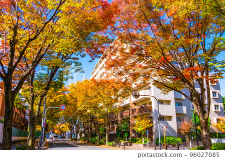 Autumn leaves on Keyaki Street in Hirakata City Autumn leaves on Keyaki Street in Hirakata City 96027085