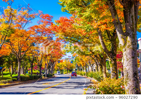 Autumn leaves on Keyaki Street in Hirakata City 96027290