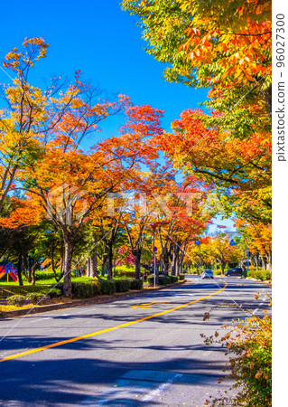 枚方市櫸樹街的紅葉 枚方市櫸樹街的紅葉 96027300