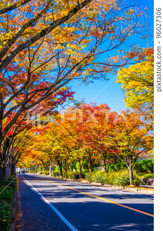 枚方市櫸樹街的紅葉 枚方市櫸樹街的紅葉 96027306