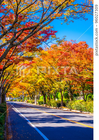 枚方市櫸樹街的紅葉 枚方市櫸樹街的紅葉 96027309
