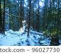 白雪皚皚的森林 96027730