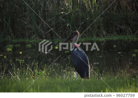 Marabou stork standing by the pond Marabou stork standing by the pond 96027789