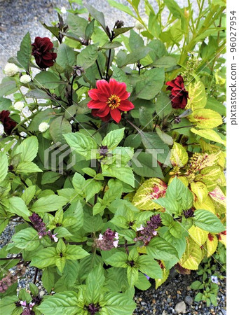 插花 插花 96027954