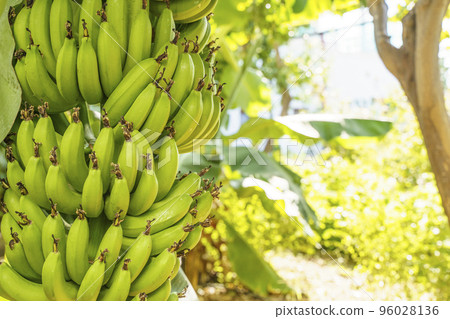 Branch of bananas on a palm tree. Fresh green bananas fruit growing on tropical farm during harvest time in Asia or South America. Raw food, agriculture, farming concept 96028136