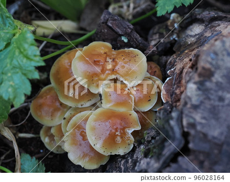 生長在柿子樹樁上的金針菇 96028164