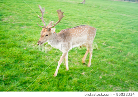 A deer 96028334