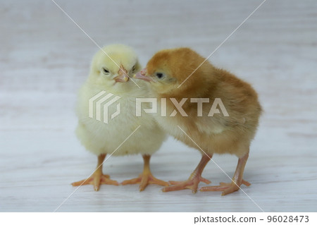 chick just before kiss 96028473