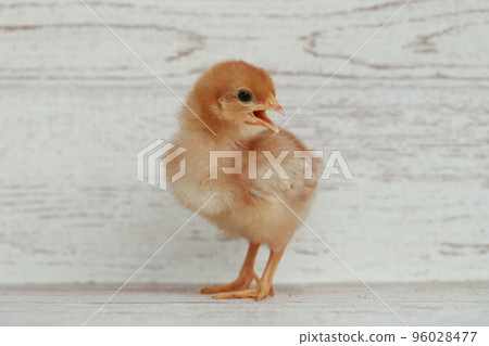 A 4-day-old female chick Boris Brown singing with her mouth open 96028477