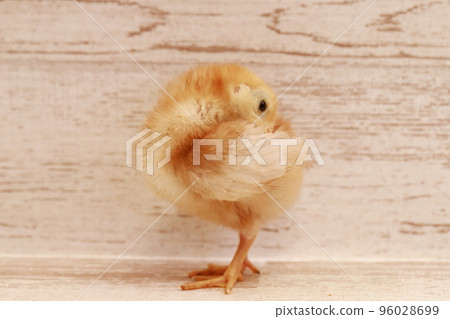 Seven-day-old female chick Boris Brown poses like a ballerina 96028699
