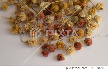 Sennichikureni dried flower 96028708