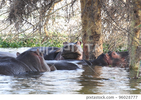 奈瓦沙湖淺水區的一群河馬 奈瓦沙湖淺水區的一群河馬 96028777