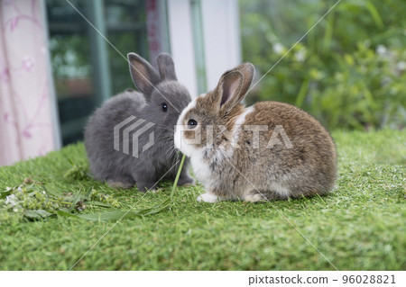 Adorable three rabbit furry bunny hungry eating organic fresh baby corn sitting together green grass Adorable three rabbit furry bunny hungry eating organic fresh baby corn sitting together green grass 96028821