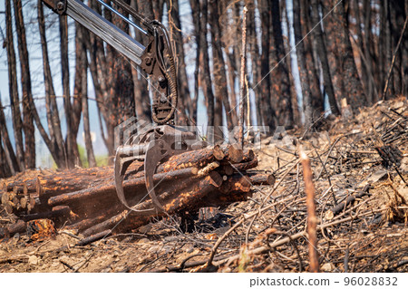 Burnt forest with machine arm loading trunks Burnt forest with machine arm loading trunks 96028832