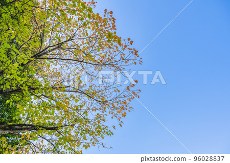 Autumn leaves and clear autumn sky, Yokohama Autumn leaves and clear autumn sky, Yokohama 96028837