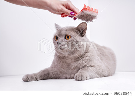 The girl combs the hair of a british shorthair cat 96028844
