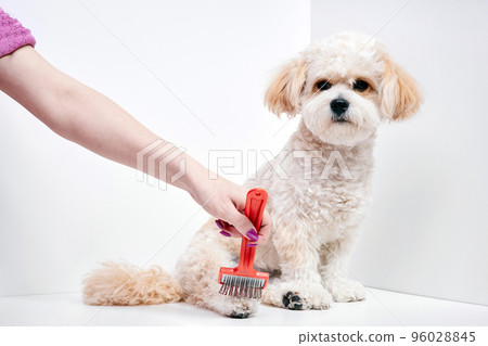 The girl combs the hair of a domestic pet puppy breed Maltipoo 96028845