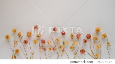 White background with dried red red flower frame, dry flower of Sennichikou White background with dried red red flower frame, dry flower of Sennichikou 96028948