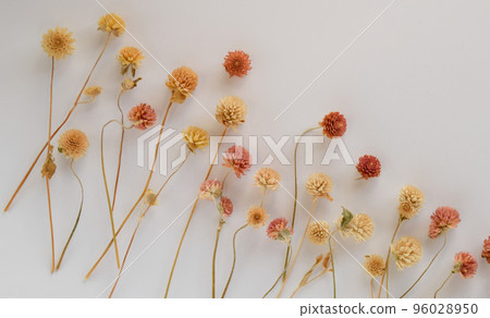 白色背景,干紅紅花框,千日口乾花 白色背景,干紅紅花框,千日口乾花 96028950