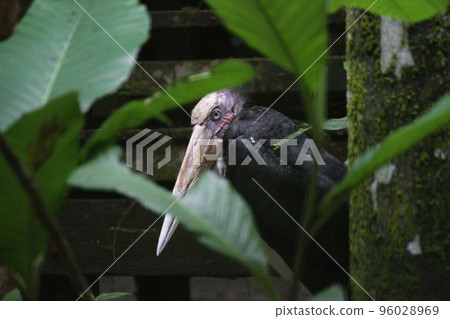The stork whose population is declining sharply The stork whose population is declining sharply 96028969