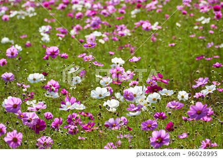 秋天的景象,到處都是盛開的波斯菊 秋天的景象,到處都是盛開的波斯菊 96028995
