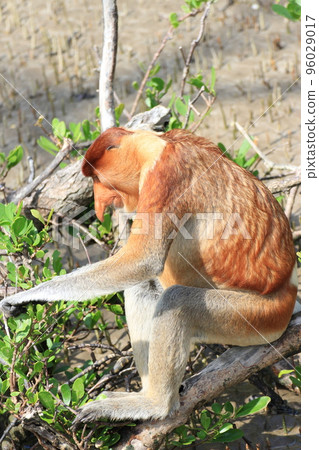 A proboscis monkey trying to grab a mangrove leaf A proboscis monkey trying to grab a mangrove leaf 96029017