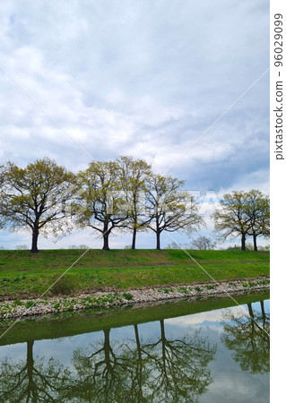 View of the trees on the banks of the river. Reflection in water. View of the trees on the banks of the river. Reflection in water. 96029099